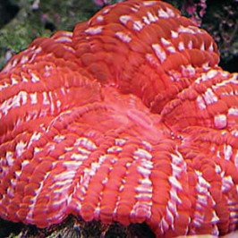 Button Brain Coral