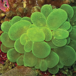 Cats Eye Bubble Coral