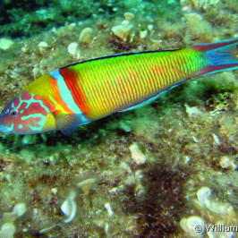 Thalassoma Pavo