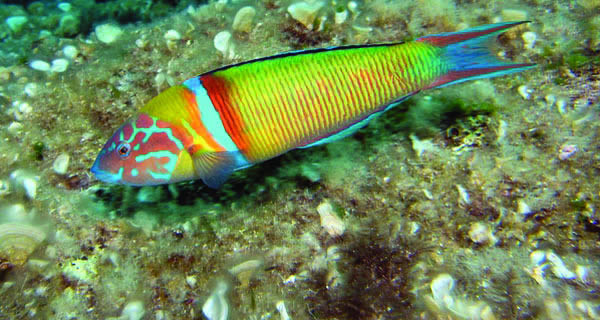 Thalassoma Pavo