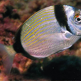 Diplodus Vulgaris