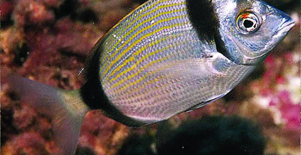 Diplodus Vulgaris