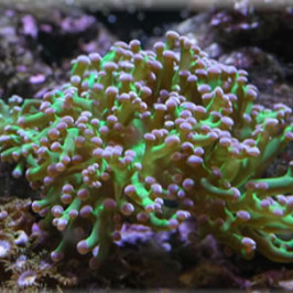 Octopus Coral