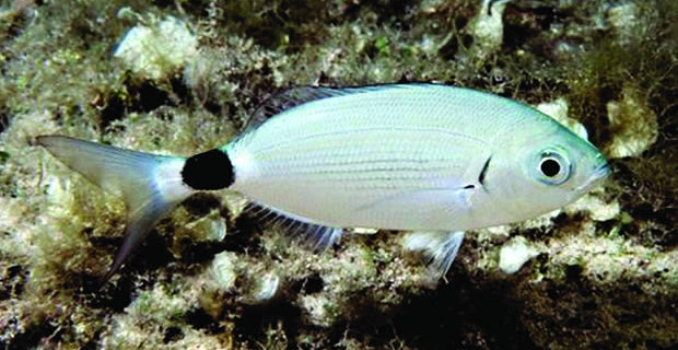 Oblada Melanura