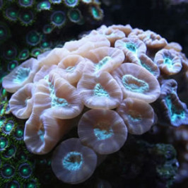 Candy Cane Coral