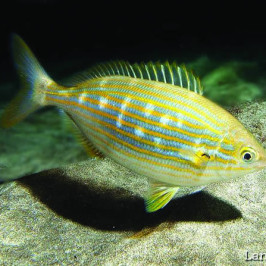 Sarpa Salpa