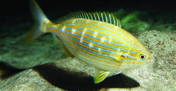 Sarpa Salpa