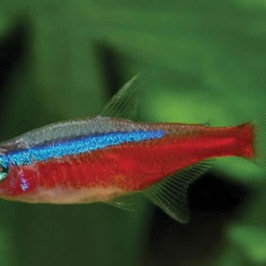 Cardinal Tetra