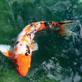 Koi