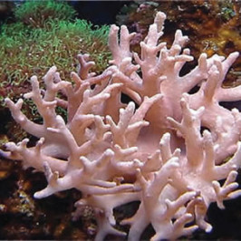 Finger Leather Coral