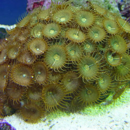 Button Polyp