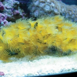 Yellow Polyps