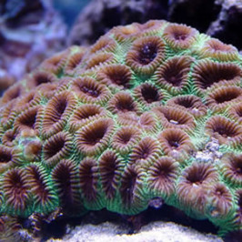 Moon Coral