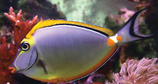 Blond Naso Tang