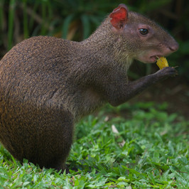 Agouti