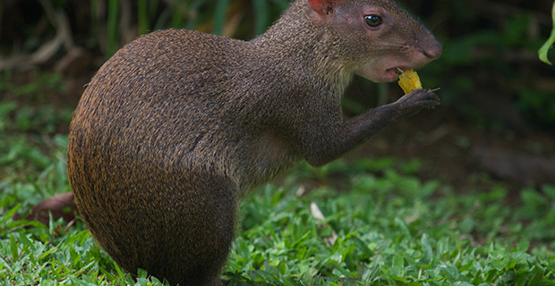 Agouti