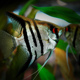 Angelfish