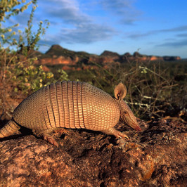 Armadillo