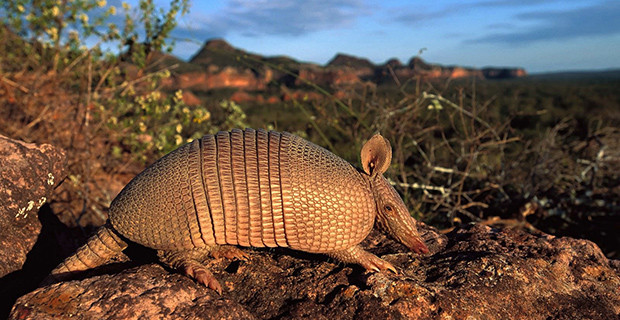 Armadillo