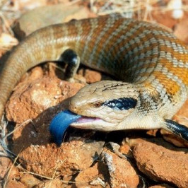 Blue-tongued skink