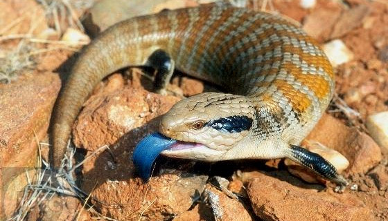 Blue-tongued skink