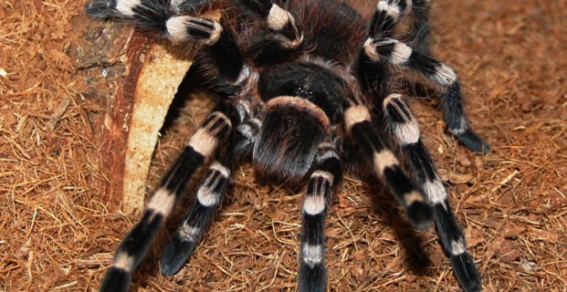 Brazilian Whiteknee Tarantula