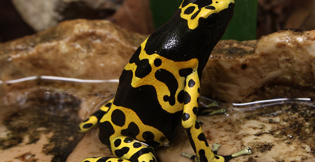 Bumble Bee Poison Dart Frog