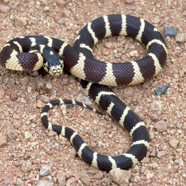 California kingsnake