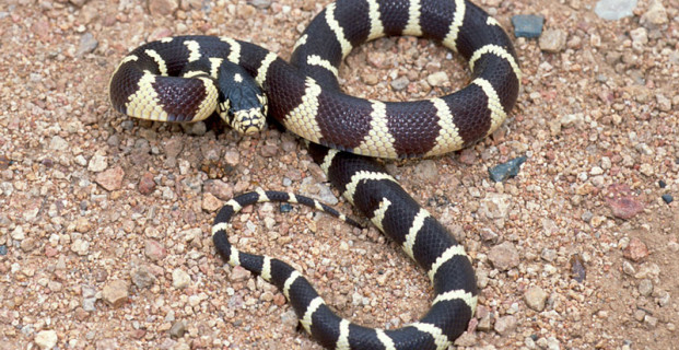 California kingsnake