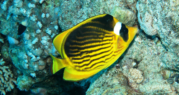 Chaetodon Fasciatus