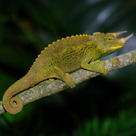 Jackson chameleon