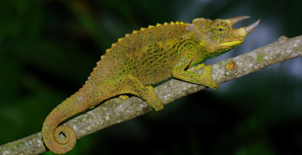 Jackson chameleon