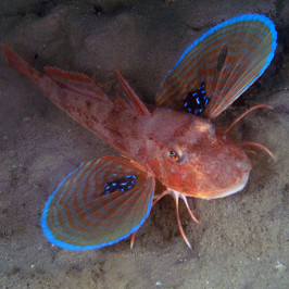 Chelidonichthys Lucerna