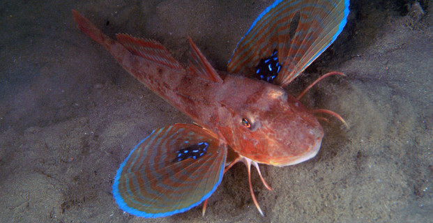 Chelidonichthys Lucerna