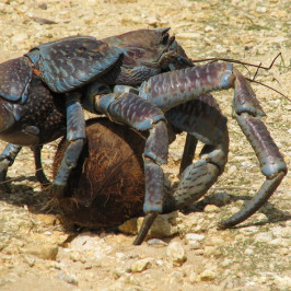 Coconut crab