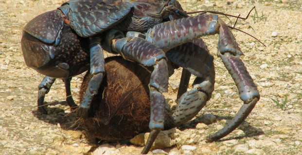 Coconut crab