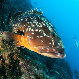 Epinephelus Marginatus