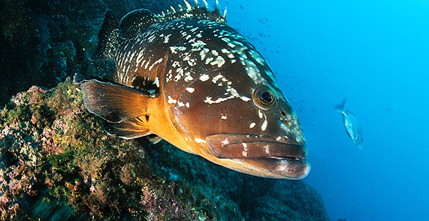 Epinephelus Marginatus