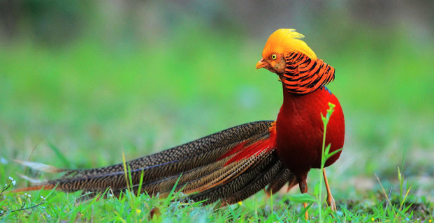 Golden Pheasant