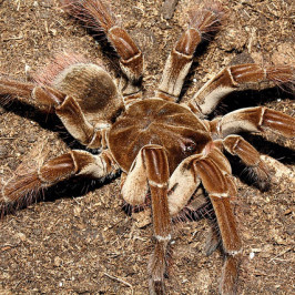 Goliath birdeater tarantula