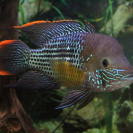 Green Terror Cichlid