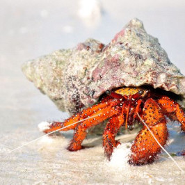 Hermit Crab