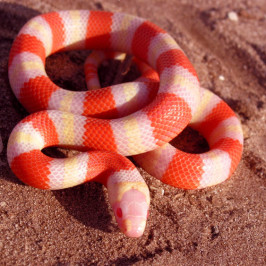 Honduran milk snake