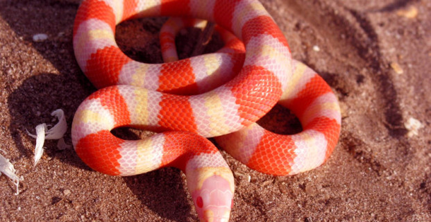 Honduran milk snake