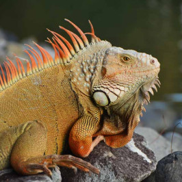 Iguana