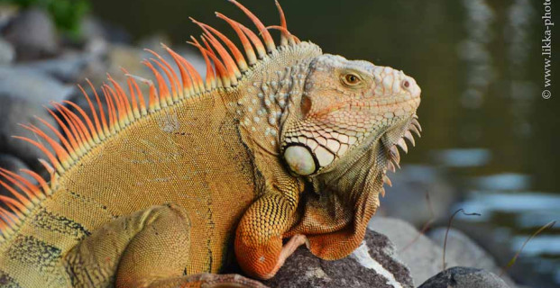 Iguana