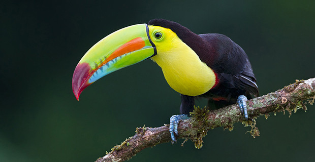 Keel Billed Toucan