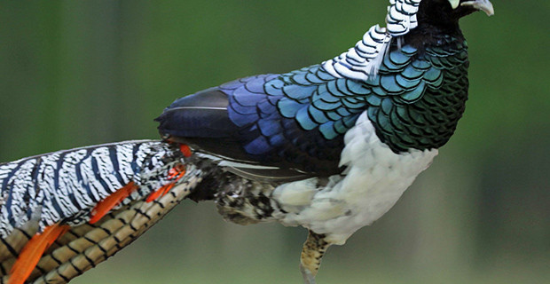 Lady Amherst’s Pheasant