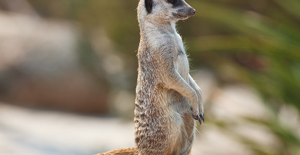 Meerkat