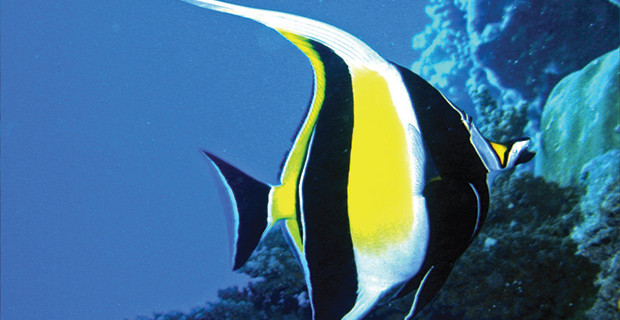 Moorish Idol